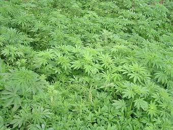 ���������� ����. ���� � ����� cannabisculture.com