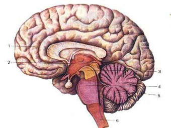 ����������� � ����� cerebellum.ru