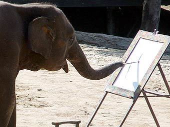 ���� � ����� elephant-photos.com