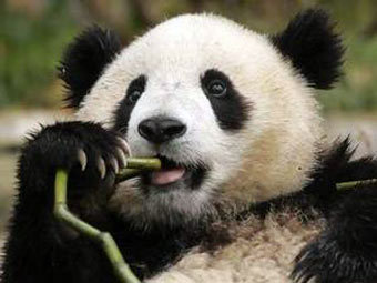 �������-�����. ���� � ����� chinagiantpanda.com