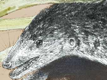 Pseudotribos robustus. ����������� � ����� nsf.gov. 