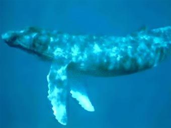 �������� ���. ���� � ����� noaa.gov