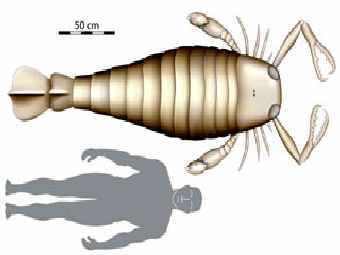 ����� ������������� Jaekelopterus rhenaniae � ����������� ��������. ����������� � ����� ������������� ������������. 