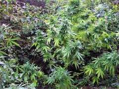 Греческие монахини не заметили плантацию конопли в монастыре