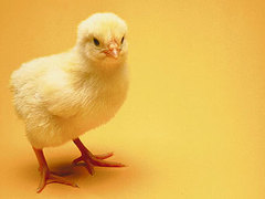 Волжского милиционера задержали за взятку курами