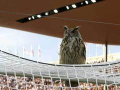 Филин-&quot;футболист&quot; назван гражданином года в Хельсинки