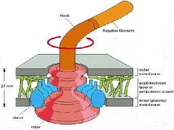 Структура флагеллярного мотора бактерий. Изображение с сайта ncbi.nlm.nih.gov. 