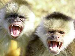 Безработная индийская молодежь займется стерилизацией обезьян