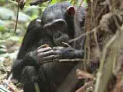 Обезьяны едят грязь для борьбы с малярией