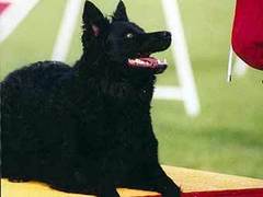 Венгерские ученые научат компьютер переводить с собачьего