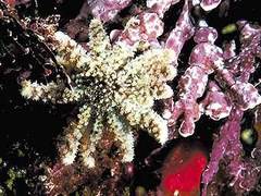 Морские звезды уничтожают &quot;коралловый треугольник&quot;