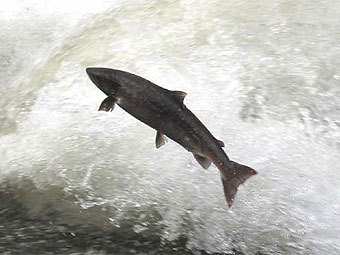 http://img.lenta.ru/news/2008/02/14/salmon/picture.jpg
