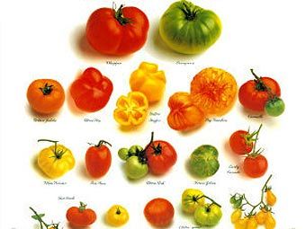 Различные сорта помидоров. Иллюстрация с сайта tomatofest.com