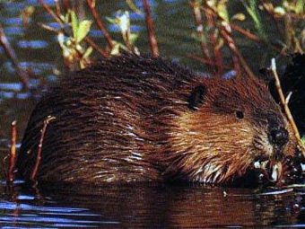 http://img.lenta.ru/news/2008/04/25/beaver/picture.jpg