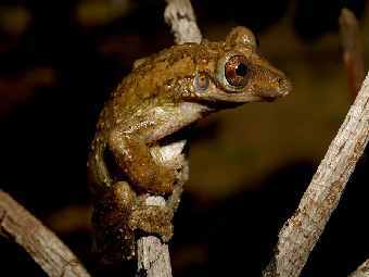 Вид амфибий Corythomantis greeningi уже был известен, но впервые встретился в данном регионе. Фото: Paula H. Valdujo /USP Universidade de Sao Paulo/Pequi