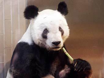 ���� ����. ���� AFP