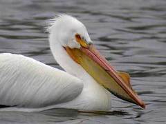 ������������ �������. ���� � ����� sdakotabirds.com