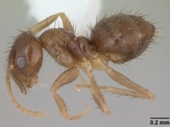 Муравей подвида "Paratrechina". Фото c сайта <a href="http://antweb.org">Ant Web</a>