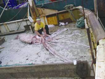 ����������� �������. ������������ ���� � ����� geelongadvertiser.com.au