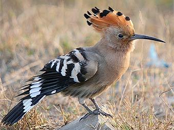 ������������ ����� �������. ���� � ����� birding.in
