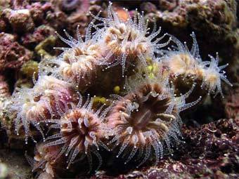 ������� �� ���� Caryophyllia, ���������� ��-�� ��������� ����������� ������� ����. ���� � ����� marlin.ac.uk