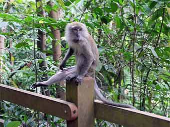 Макака Макака