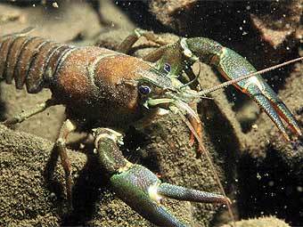 ������������ ���������� ��� (Pacifastacus leniusculus)���� AFP