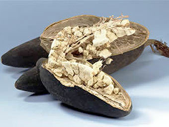 ���� �������. ���� � ����� baobabfruitco.com