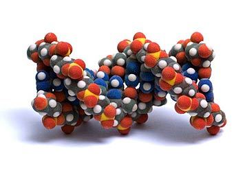 Модель молекулы ДНК. Фото с сайта visualscience.ru