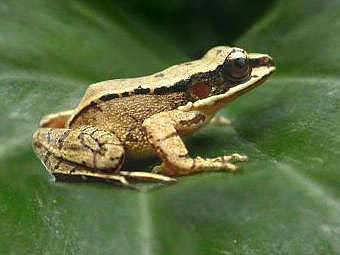 Самка воронкоухой лягушки Odorrana tormota. Фото с сайта bufodo.apus.ru