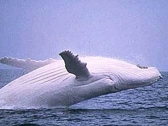 ��� ������. ���� � ����� migaloowhale.org.