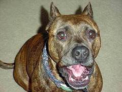 �������������. ���� � ����� arepitbullsmean.com