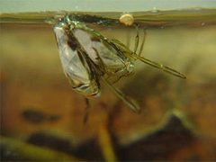 Ученые определили механизм дыхания насекомых под водой
