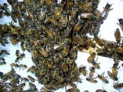 Рой итальянских пчел <i>Apis mellifera ligustica</i>. Фото пользователя Shoefly с сайта wikipedia.org 