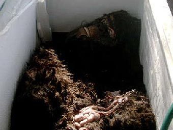 ��������� ���������� ������� "����". ���� � ����� cryptomundo.com