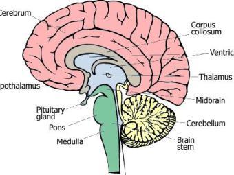 Схема строение мозга с сайта www.medem.com