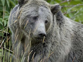 Самка медведя-гризли. Фото пользователя Ikkyu2 с сайта wikipedia.org