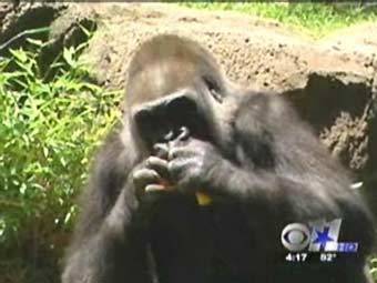 ������. ���� ���������� CBS, �����