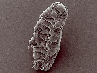 ��������� Hypsibius dujardini. ���� ������������ Rpgch � ����� wikipedia.org