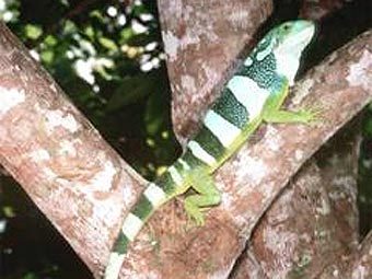 ������ Brachylophus bulabula. ���� Peter S Harlow � ����� sciencealert.com.au