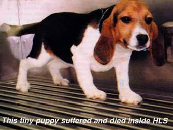 �������� �������� ����������� �������� Huntingdon Life Sciences. ����������� � ����� veggies.org.uk 