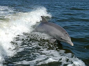 Дельфин-афалина. Фото с сайта bottlenose-dolphin.info