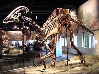 ������ ���������� Parasaurolophus cyrtocristatus. ���� ������������ FunkMonk � ����� wikipedia.org