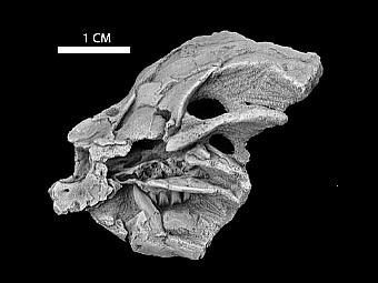 ������������ ����� �������� Heterodontosaurus. ���� ������� ������������