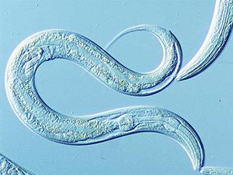 ����� Caenorhabditis elegans. ���� � ����� kiwicrossing.com