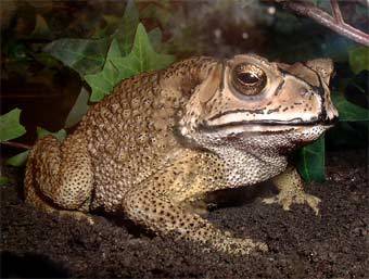 ���� Bufo melanostictus. ������ ������������ Toadilytoads � ����� wikimedia.org