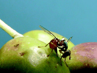 Маслинная муха Bactrocera oleae. Фото с сайта sel.barc.usda.gov