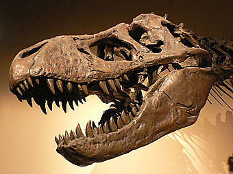 �������� ������� Tyrannosaurus rex, ������������� � ������. ���� ������������ David.Monniaux � ����� wikipedia.org
