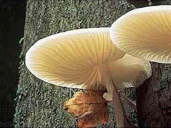 �����-�������� Oudemansiella nocturnum �� ������. ���� ������������ -Ilhador- � ����� wikipedia.org