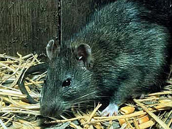 ������ ����� Rattus rattus. ����  ����� fs.fed.us